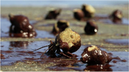This is an image of hermit crabs struggling to cross a patch of oil from the Deepwater Horizon spill.